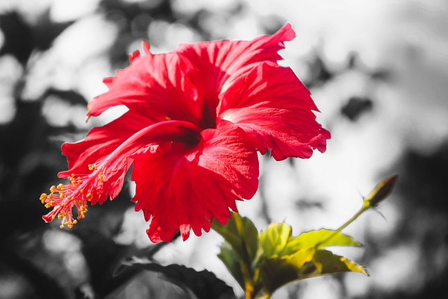 Blume, Rote Blume, Natur