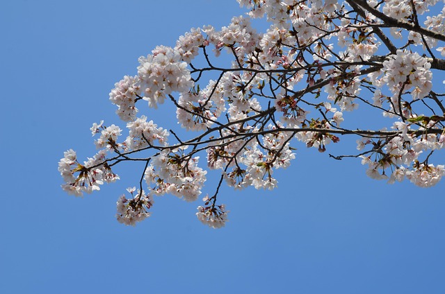 Free Korea Seoul photo and picture