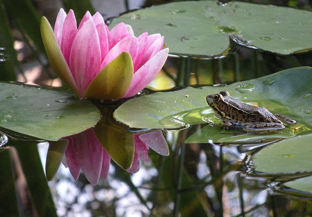 Teich, Frosch, Wasser, Kröte, Grün