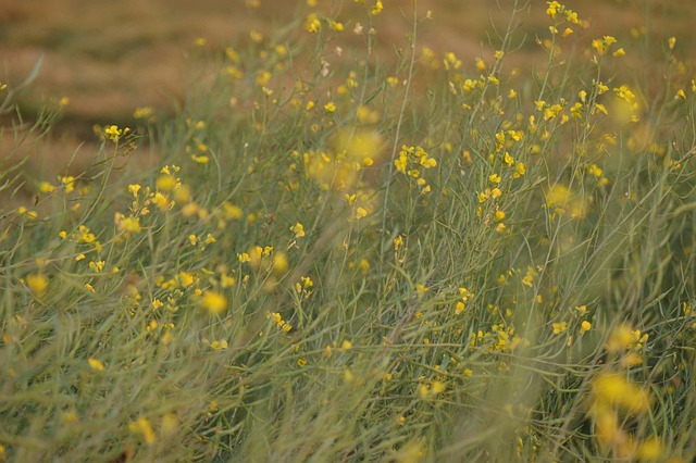 Free Natural Beauty Flower photo and picture