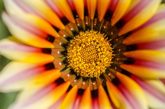 Macro, Flores Bonitas, Flor, Sementes