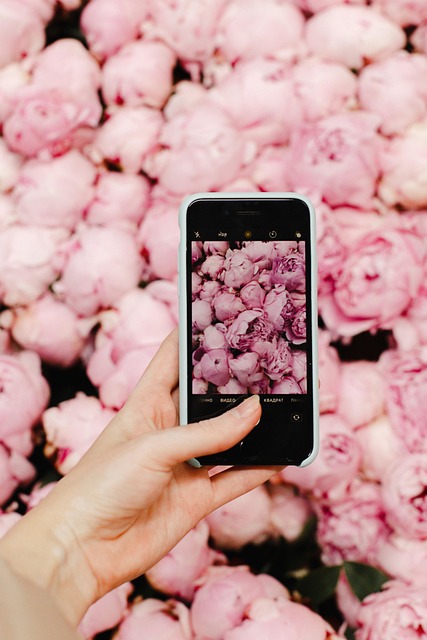 Free Peonies Iphone photo and picture