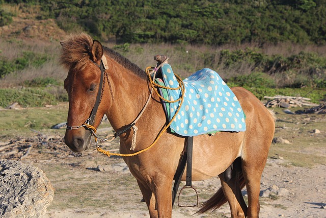 Free Horse Ride photo and picture