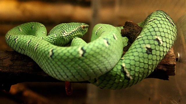 Free Snake Animals photo and picture