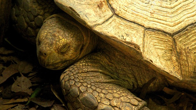 Free Turtle Water photo and picture