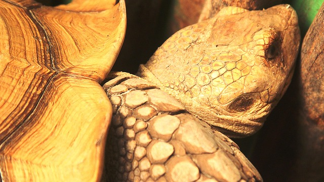 Free Turtle Animals photo and picture