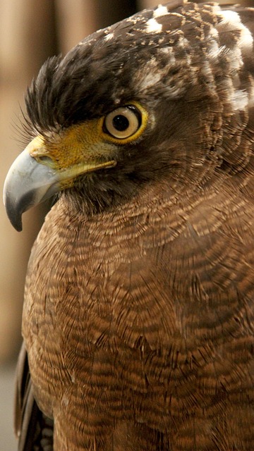 Free Eagle Philippines photo and picture