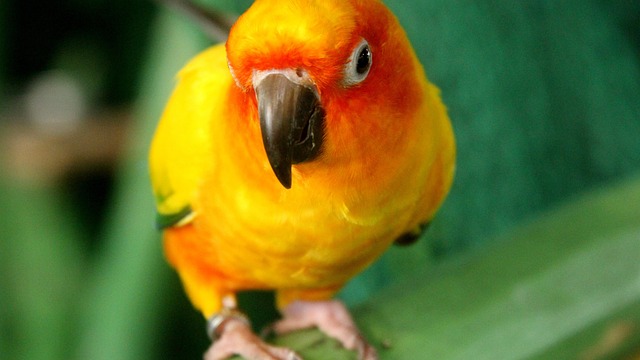 Free Parrot Bird photo and picture
