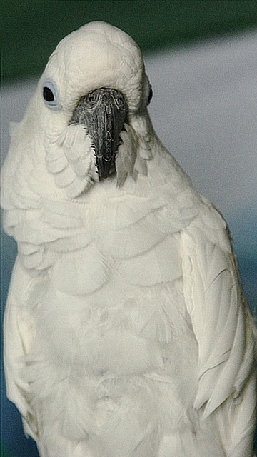 Free Parrot Bird photo and picture