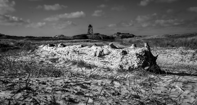 Free Log Beach photo and picture