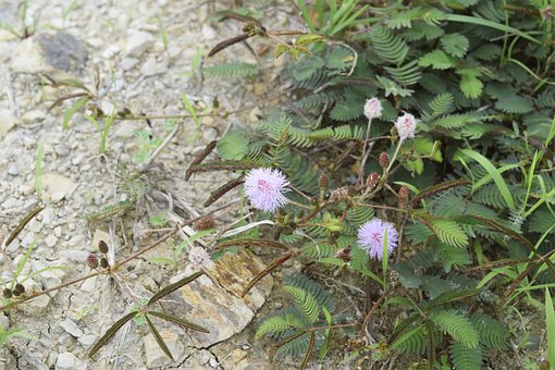 Free Mimosa Flower photo and picture