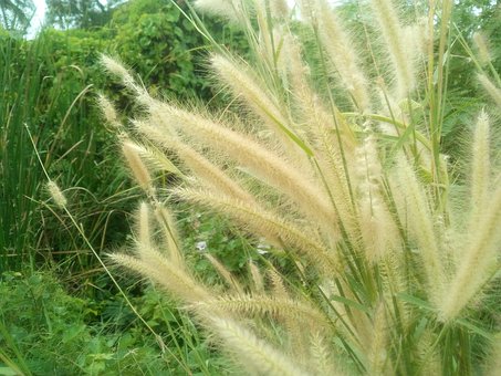 Free Grass Flowers Wind Blows photo and picture