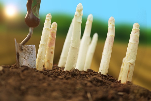 Free Asparagus Harvest photo and picture