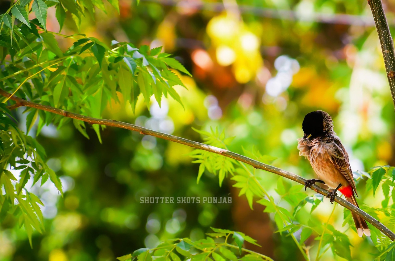 Free Nature Bird photo and picture