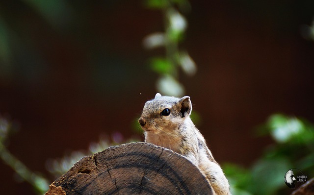 Free Squirrel Wood photo and picture