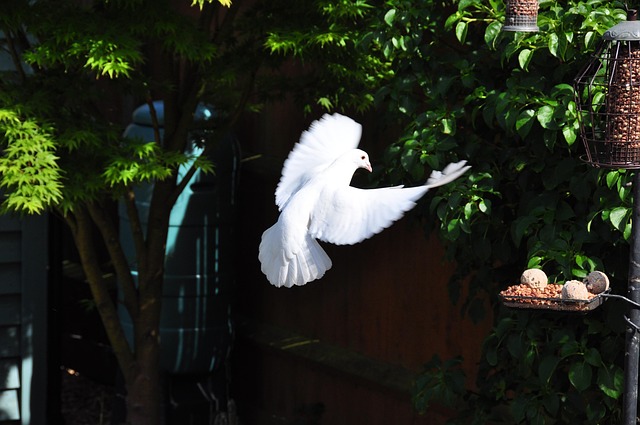 Free Dove In photo and picture