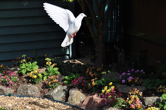 Free Dove In photo and picture