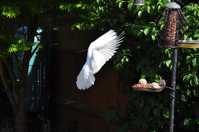 Free Dove In photo and picture