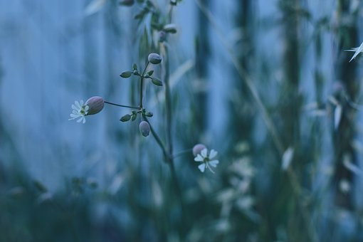 Free Wildflowers Herbaceous photo and picture