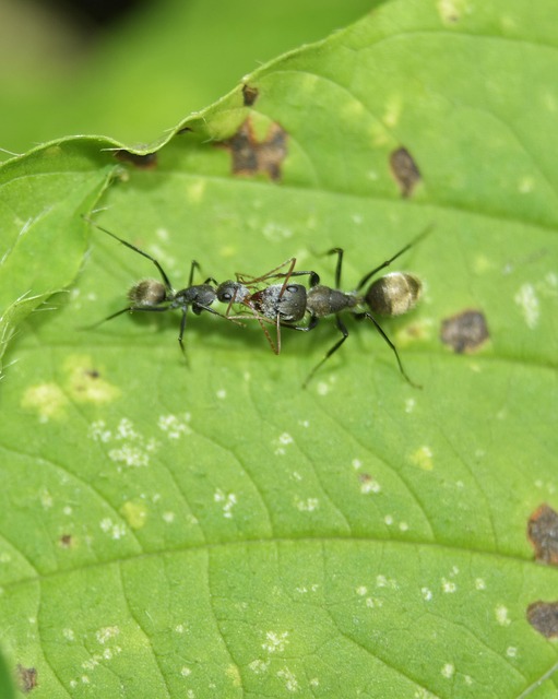 Free Arthropoda Nature photo and picture