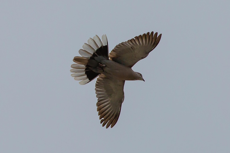 Paloma Volando Foto Gratis En Pixabay