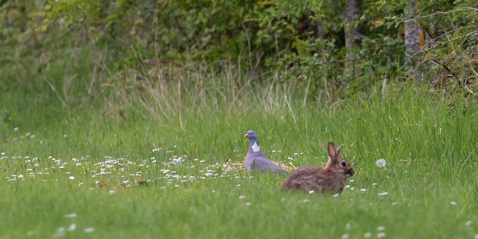 Wild Rabbit In Daisy Field, Rabbit, Wild Rabbit