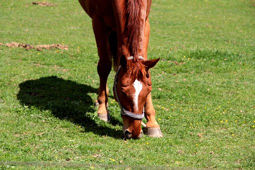 Cavalo, Mamífero, Animal, Natureza