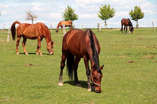 Cavalo, Mamífero, Animal, Natureza