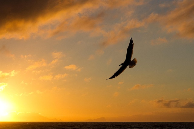 Free Seagull Flight photo and picture