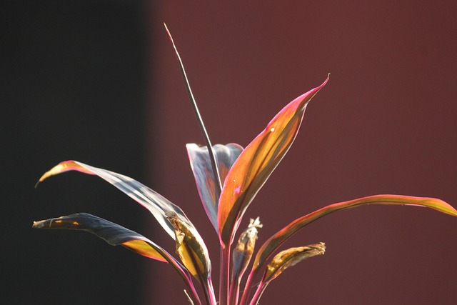 Free Nature Plant photo and picture