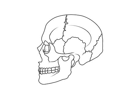 Free Skull Anatomy illustration and picture