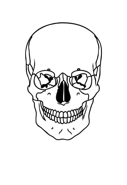 Free Skull Anatomy illustration and picture