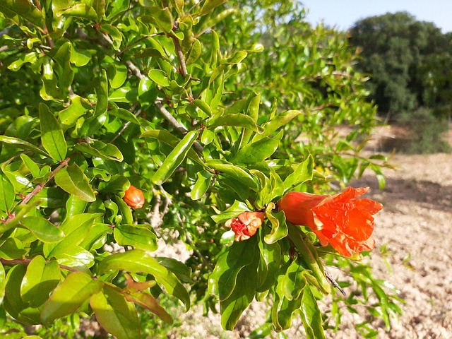 Free Tree Flowers photo and picture