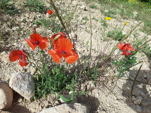 Free Flowers Garden photo and picture