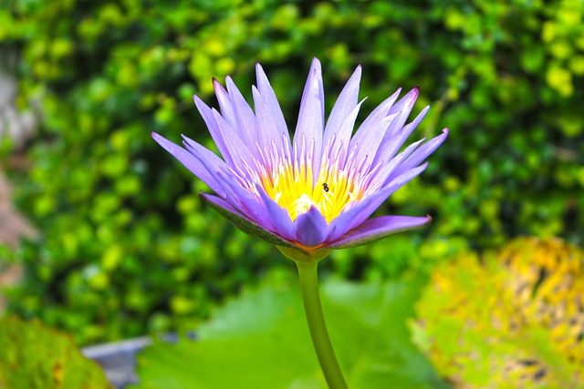 Free Flower Nature photo and picture