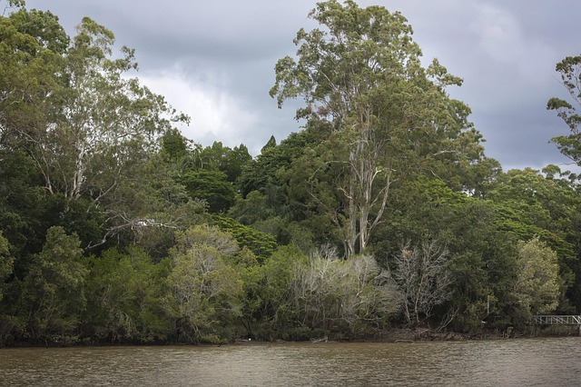 Free River Brisbane photo and picture