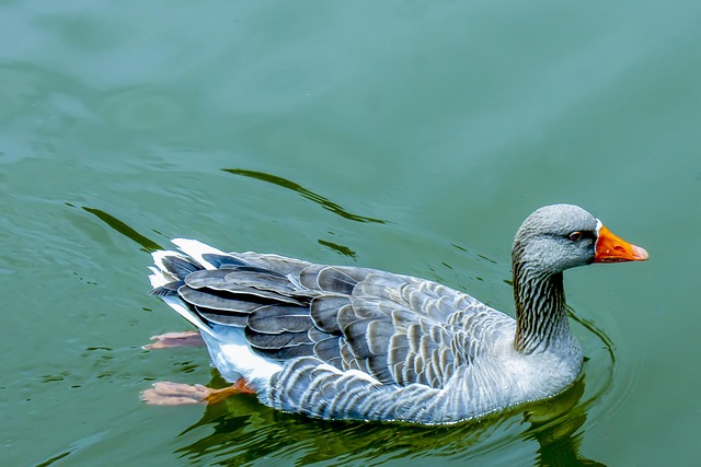 Free Duck Lake photo and picture
