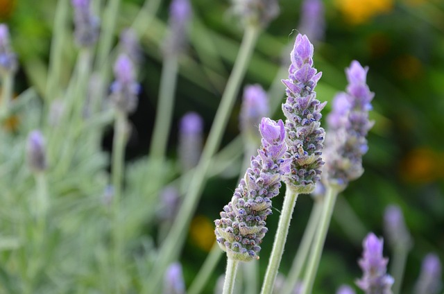 Free Lavender Flowers photo and picture