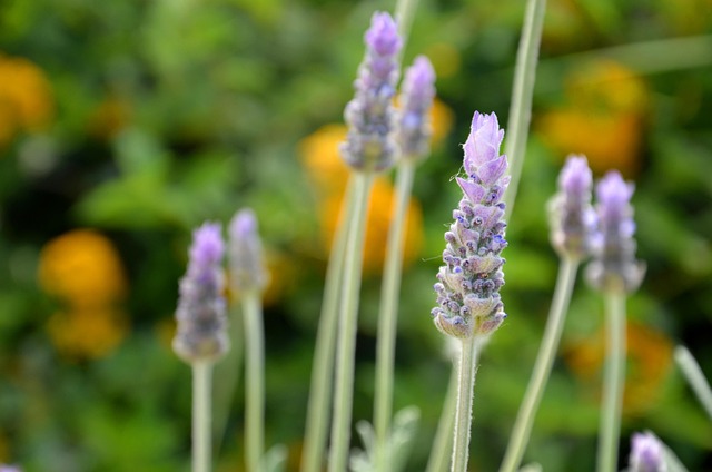 Free Lavender Garden photo and picture
