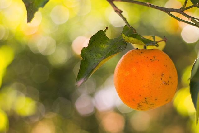 Free Orange Fruit photo and picture