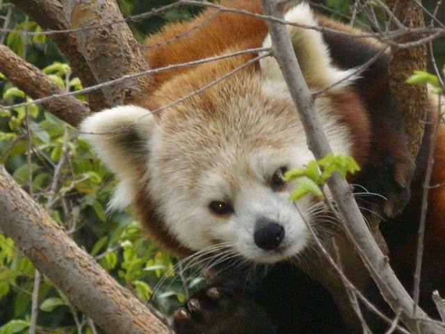 Free Red Panda Animal photo and picture