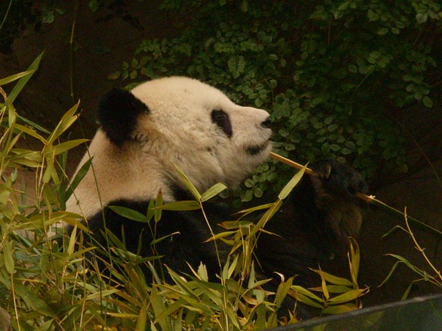 Free Panda Zoo photo and picture