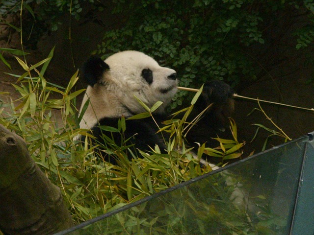 Free Panda Zoo photo and picture