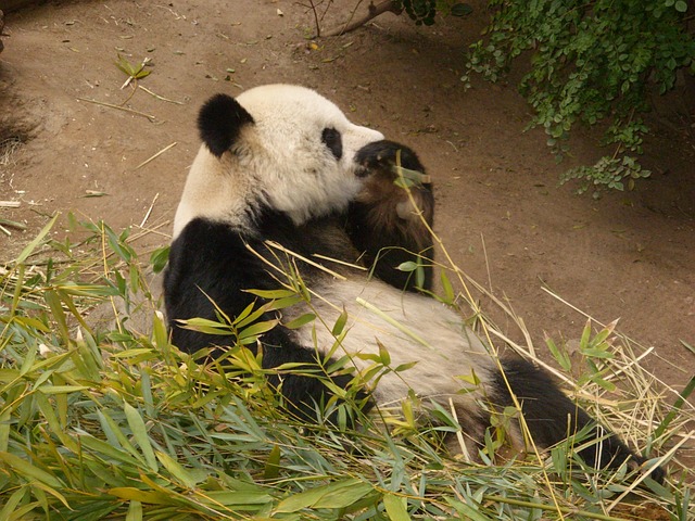 Free Panda Zoo photo and picture