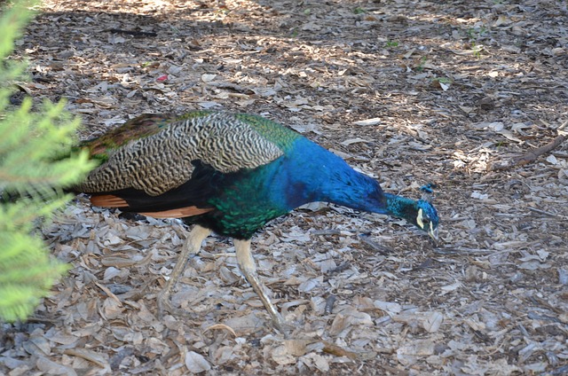 Free Peacock Bird photo and picture