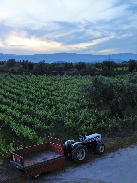Free Vineyard Portugal photo and picture