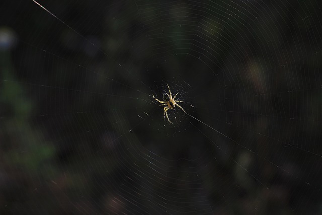 Free Spider Network photo and picture