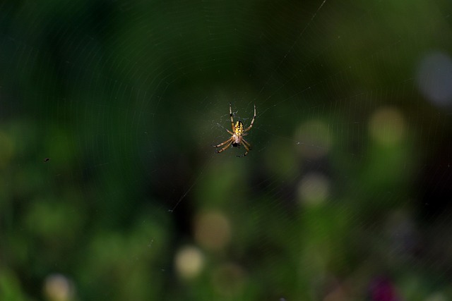 Free Spider Network photo and picture