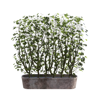 Free Planter Plants illustration and picture