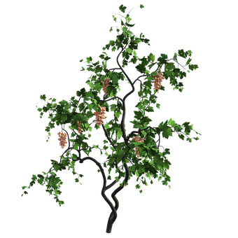 Free Grapevines Grapes illustration and picture